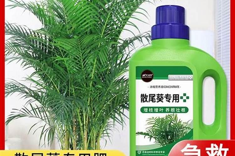 散尾葵的养护和种植方法散尾葵如何养护