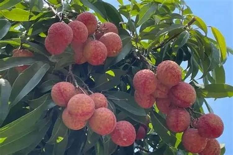 在农村猪都不吃的玉米芯,城里人却高价收购,这东西能用来干嘛？