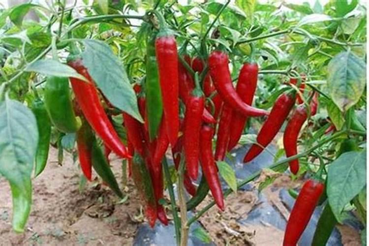 百香果叶面肥有哪些