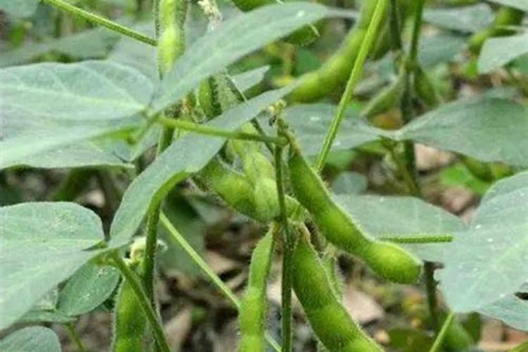 梨树杀虫组合用什么药