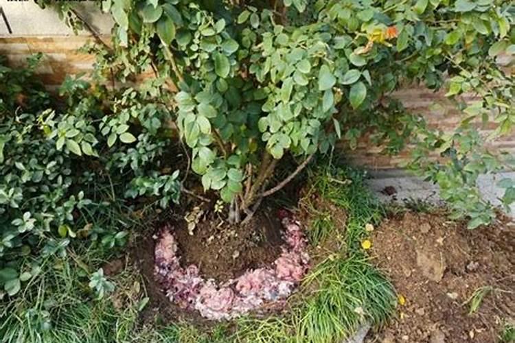 氮磷钾有机肥有哪些