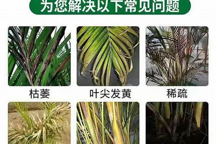 散尾葵这样施肥