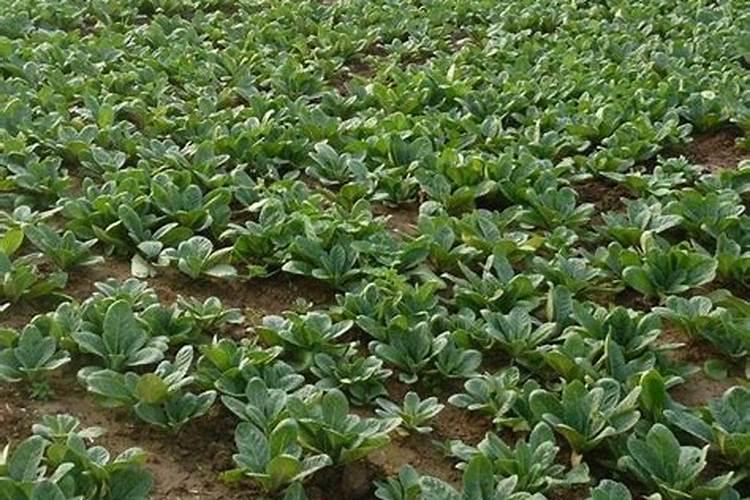 现在生地黄还需要浇水吗？