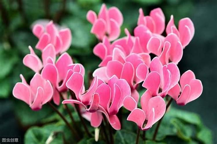 山西省哪些玉米品种比较好