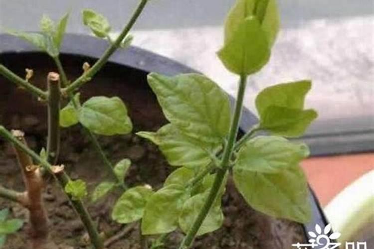 叶面肥有哪些,叶面肥怎么喷施