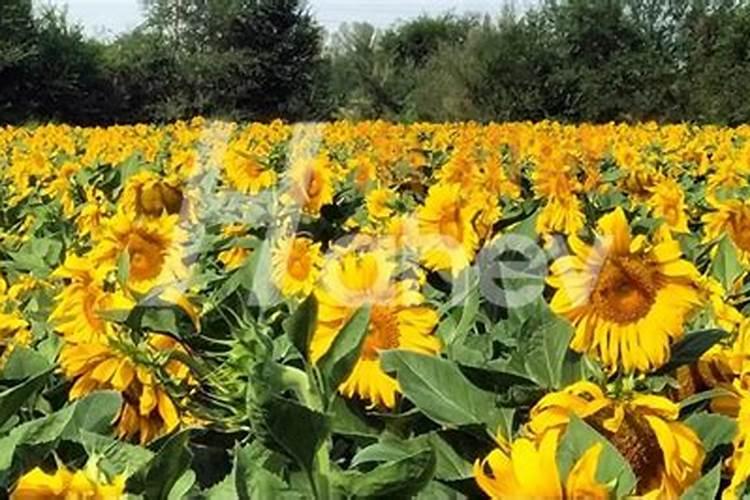 葵花施肥时间介绍 葵花什么时候施肥