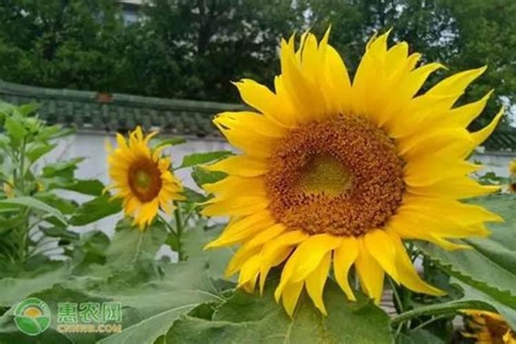 向日葵怎么施肥