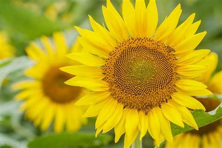 向日葵的最佳施肥时间和方法