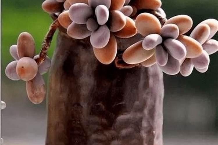 法师用什么肥料叶片又厚又肥