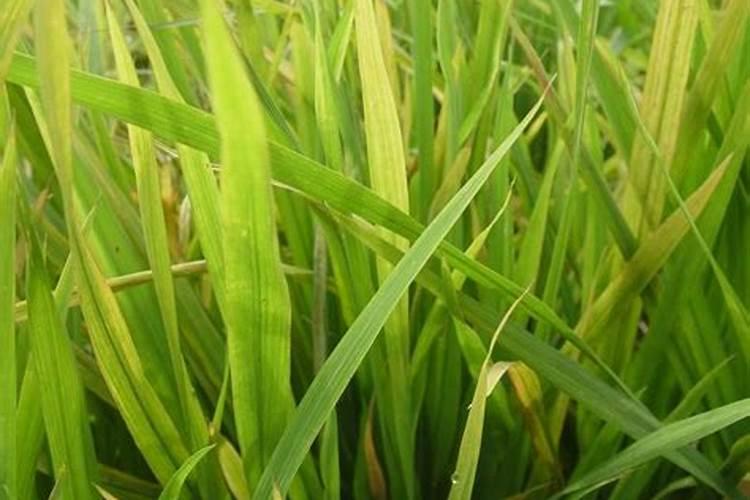 水稻壮苞叶面喷什么肥