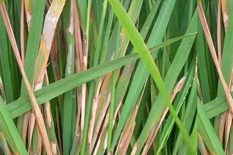 水稻叶片发黄的原因