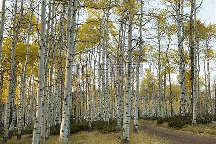 杨树什么时候施肥最好 杨树一年施肥几次