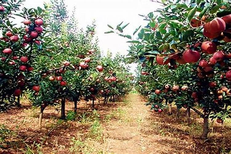 请问国内知名作物专用肥哪个好？