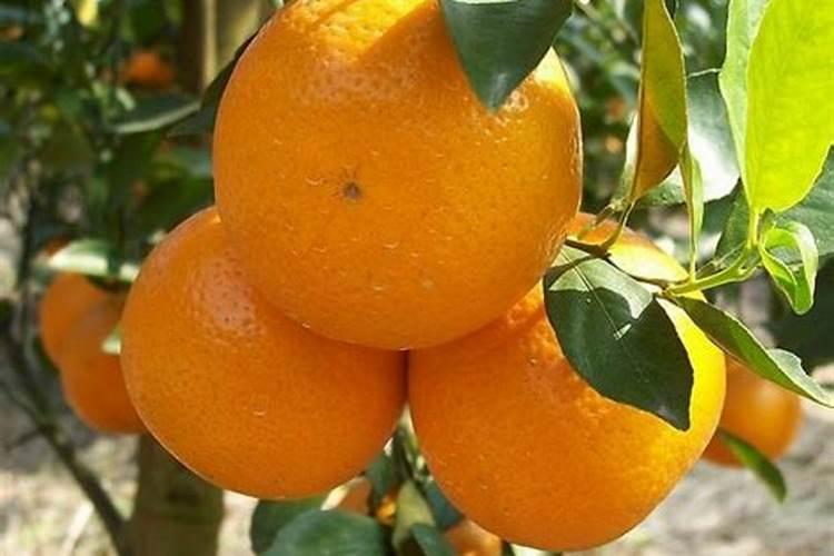 什么叶面肥能让水果提前成熟？