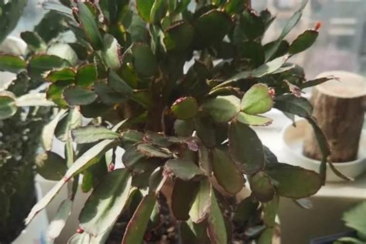 钙镁硫中微量元素对花生有什么作用？