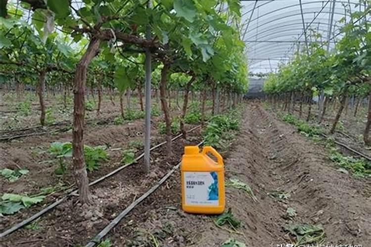 冷棚种植玫瑰香葡萄的种植及管理技术及视频