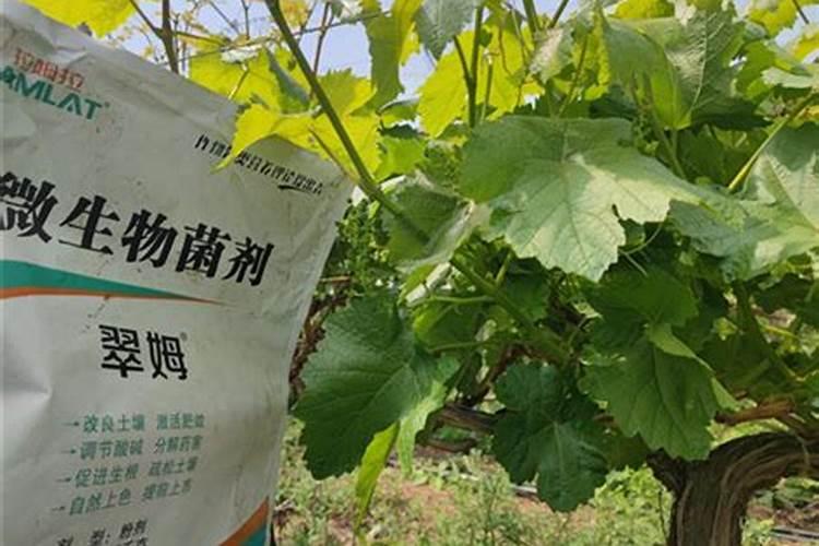 有一冷棚,今年想栽点辽峰葡萄,哪位老师有详细的成熟经验？株行距多少适 ...