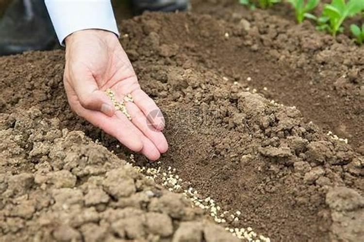 天竺葵已经开花了什么时候摘心