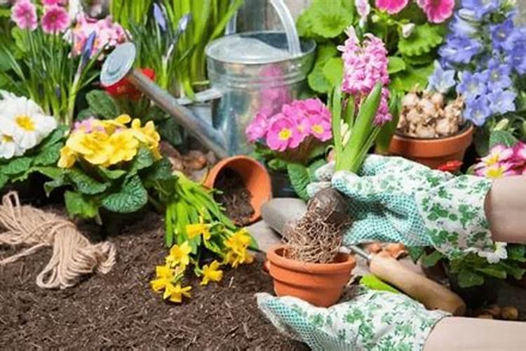 葡萄硼肥什么时候打最好？开花前？还是花期打？