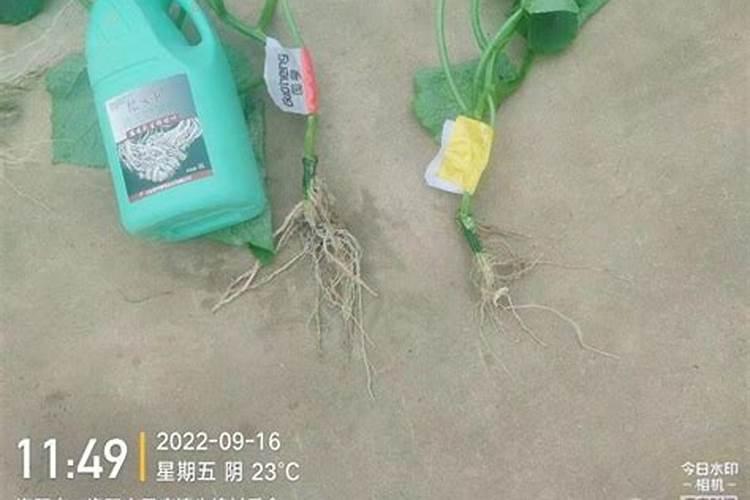 复合肥硝酸铵磷的作用