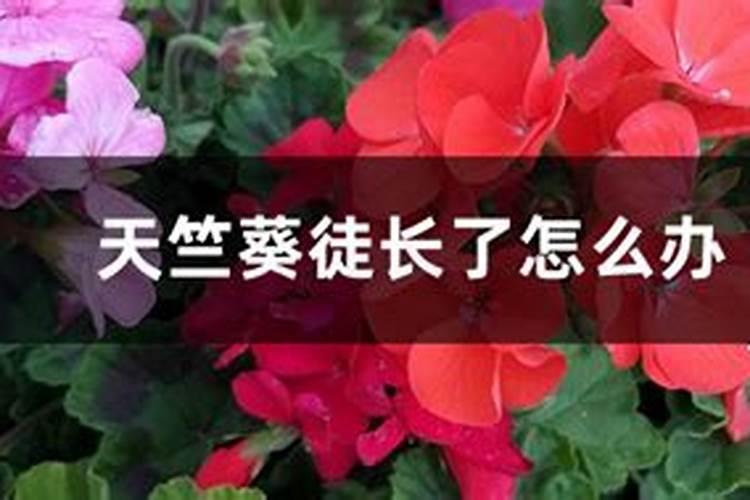 冬小麦高产施肥杀菌方案