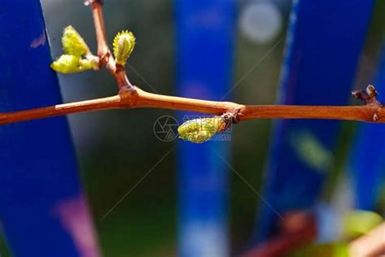 葡萄开花期施什么肥料最好