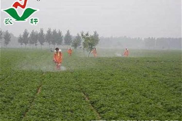 春花生如何提高产量？农户如何给花生施肥？