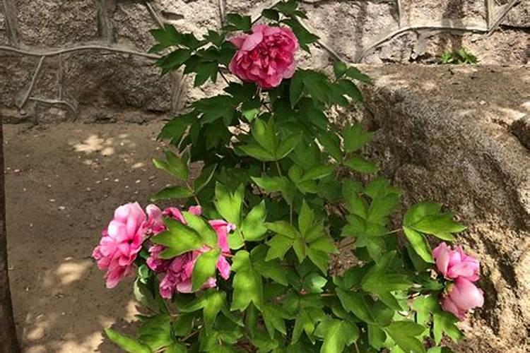 种植的过程中草莓需要补钙吗 草莓缺钙怎么办用什么补钙最好