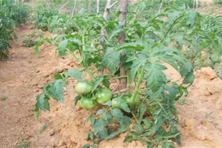 用什么控制番茄徒长