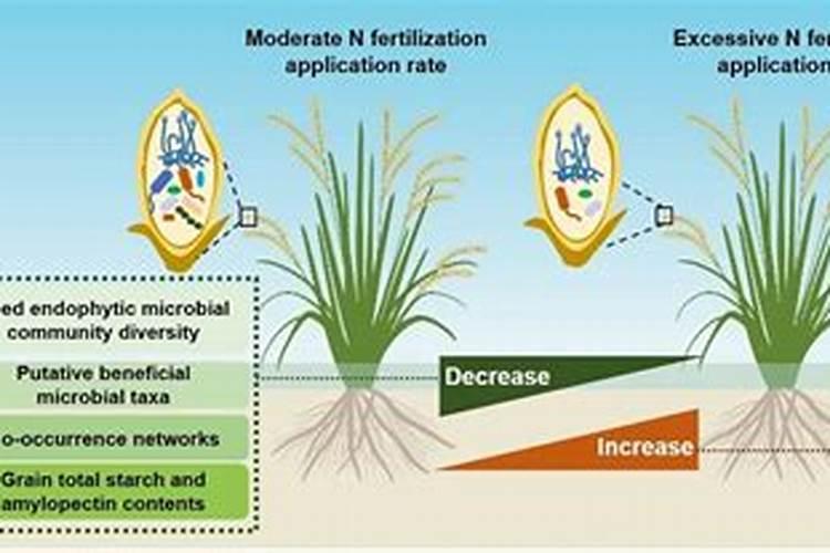 竹芋施什么肥最好