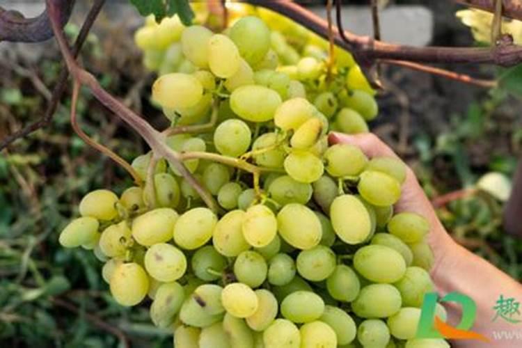 无恵子做了洗洁精后能做肥料吗？