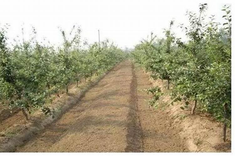 洗洁精水可以浇花吗