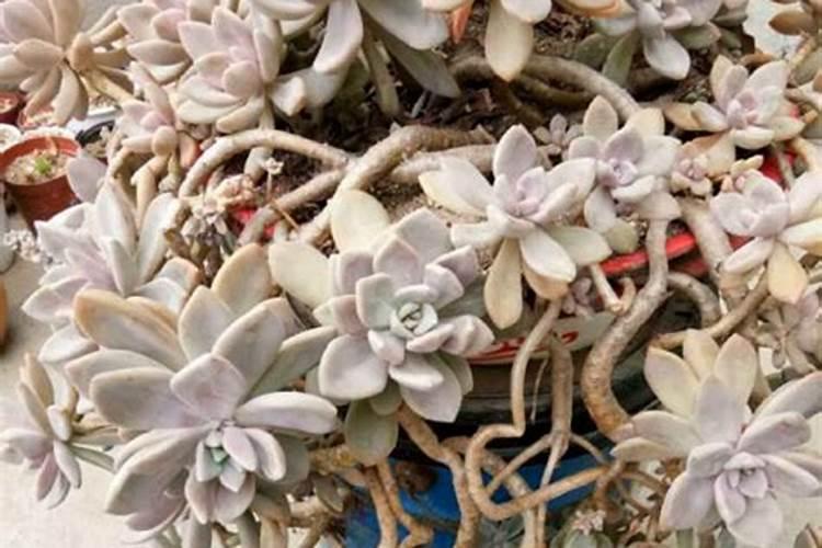 大豆磷脂的作用