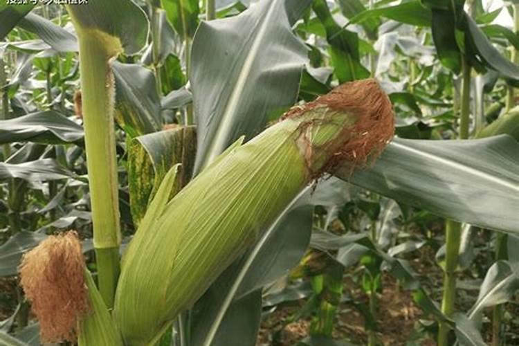 玉米用什么肥料能高产 附施肥方式