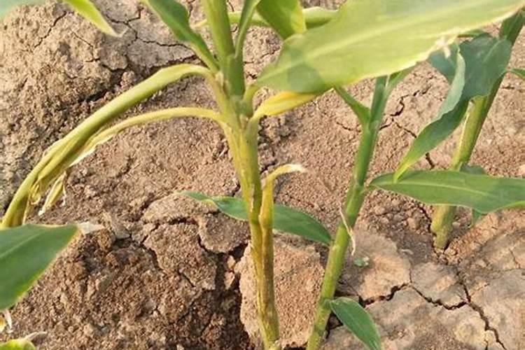 红糖生根最佳肥料