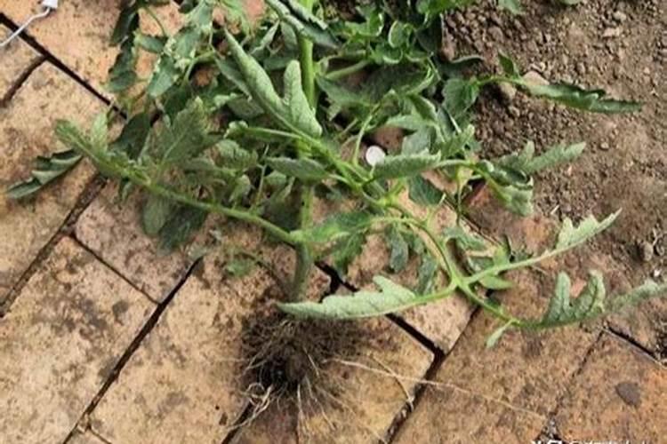 中药材天麻用什么肥料可以生根,中药材天麻壮根灵中药材壮根肥？