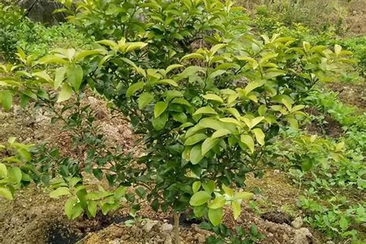 矿源黄腐酸钾膨果效果怎么样？有机质水溶肥可以改良土壤盐碱吗？百度...