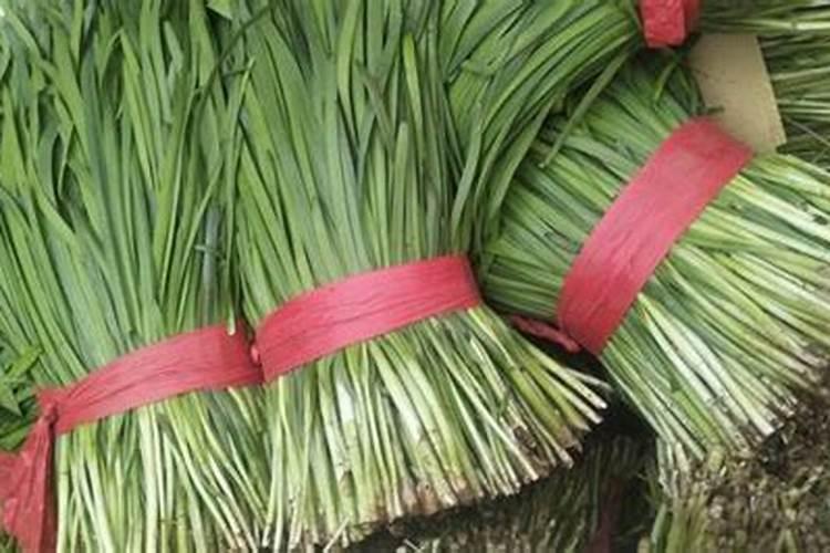 荔枝花芽分化期喷什么营养液