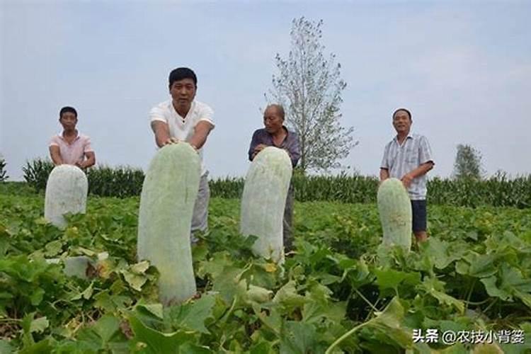 怎样给冬瓜施肥,冬瓜的施肥要点