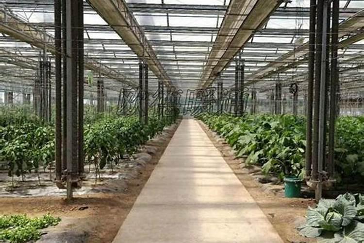 大棚阴天下雨可以打叶面肥吗