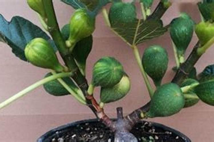 荔枝最佳的施肥时间 荔枝什么时候施肥