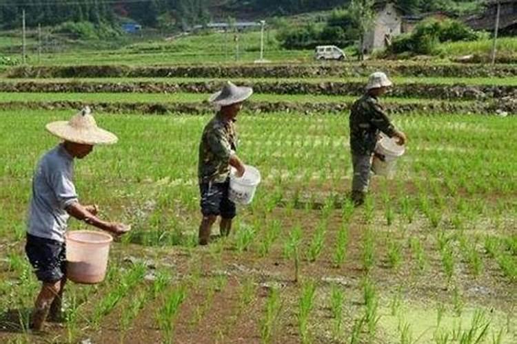 为什么干旱时,不能给作物施肥,请说明原因.