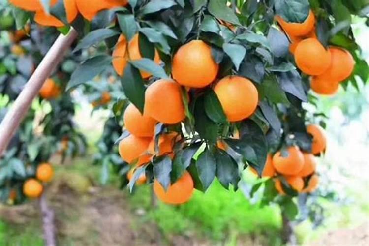 骨头可以做养花肥料吗