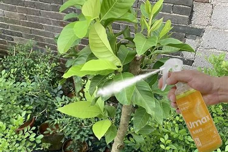 种植甘蔗用什么肥料最好