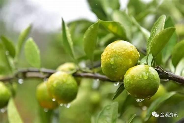 锌肥叶面喷施注意事项