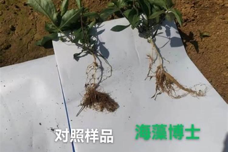 乐果农药灌根的方法是什么