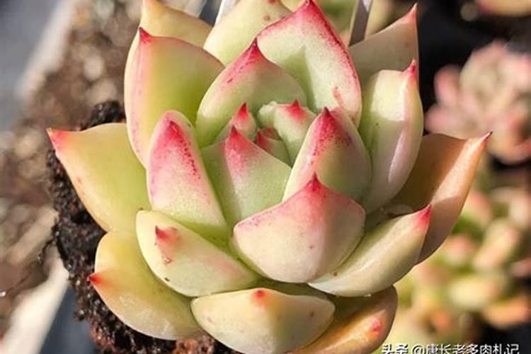 氮肥膨果还是钾肥膨果