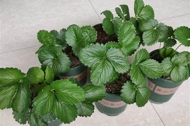 种的月季花撒了点肥料快烧死了,用什么办法可以补救过来