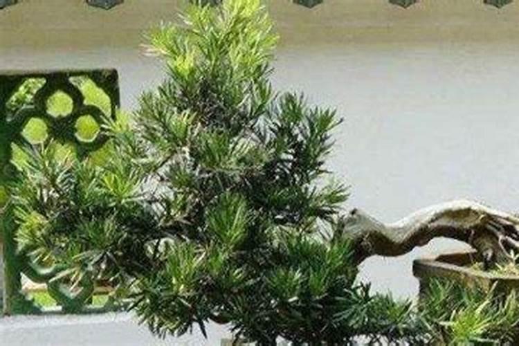 罗汉松要怎么养啊？施什么肥比较好啊？