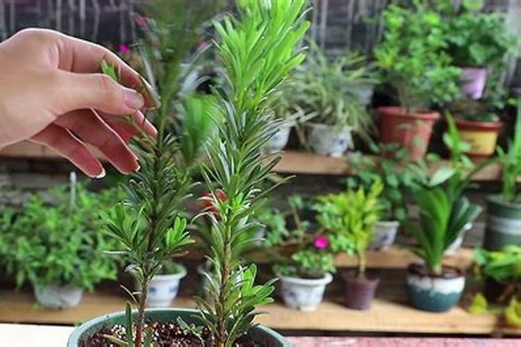 罗汉松怎么施肥 罗汉松的施肥技巧